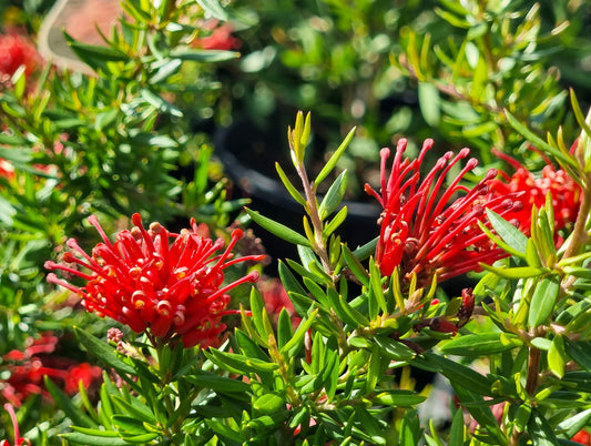 Grevillea juniperina New Blood GrejunNB Juniper Leaf Grevillea