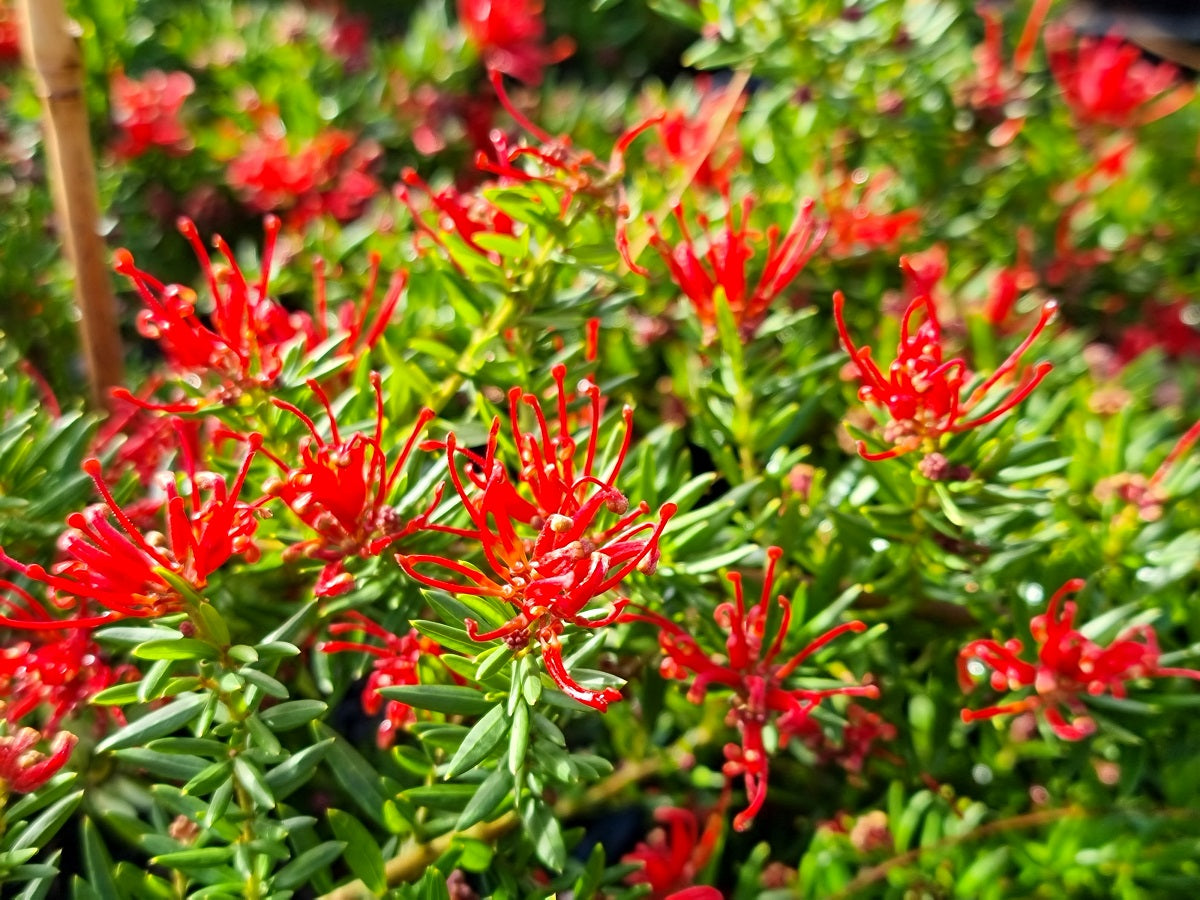Grevillea juniperina New Blood GrejunNB Juniper Leaf Grevillea