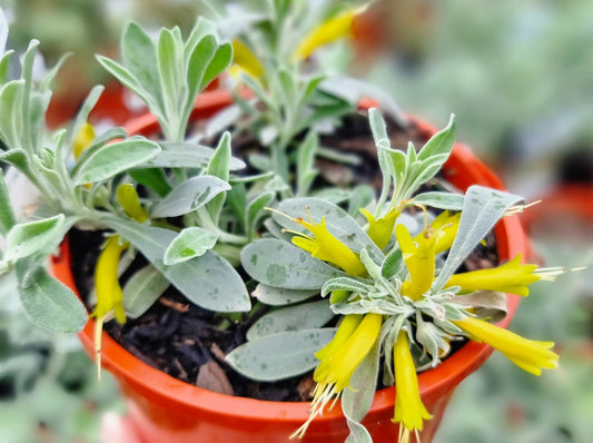 Eremophila glabra Blue Horizon PBR EreglaBH Tar Bush, EREM1 140mm