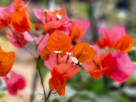 Bougainvillea hybrida Bouhyb Paper Flower, Strawflower, Straw Flower 140mm