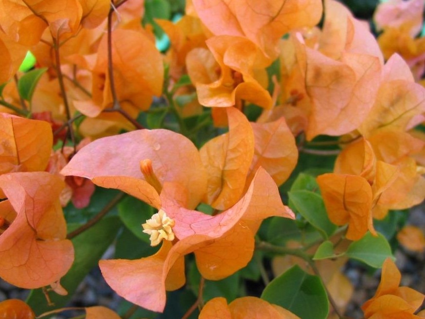 Bougainvillea hybrida Bouhyb Paper Flower, Strawflower, Straw Flower 140mm