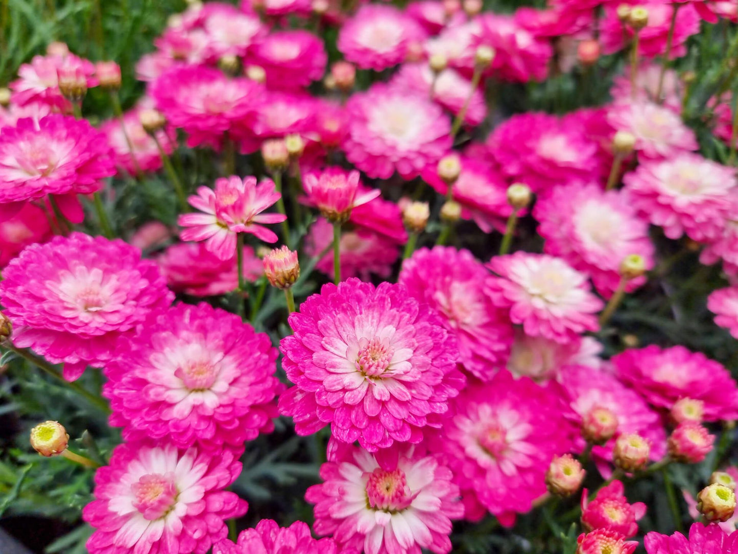 Argyranthemum frutescens Pink Posy ArgfruPPos Syn Chrysanthemum frutescens, Anthemis frutescens, Marguerite Daisy, Paris Daisy, Federation Daisy