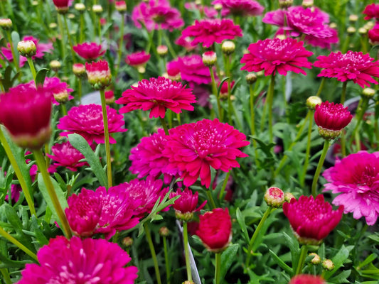 Argyranthemum frutescens Pom Pom ArgfruPPo Federation Daisy 140mm