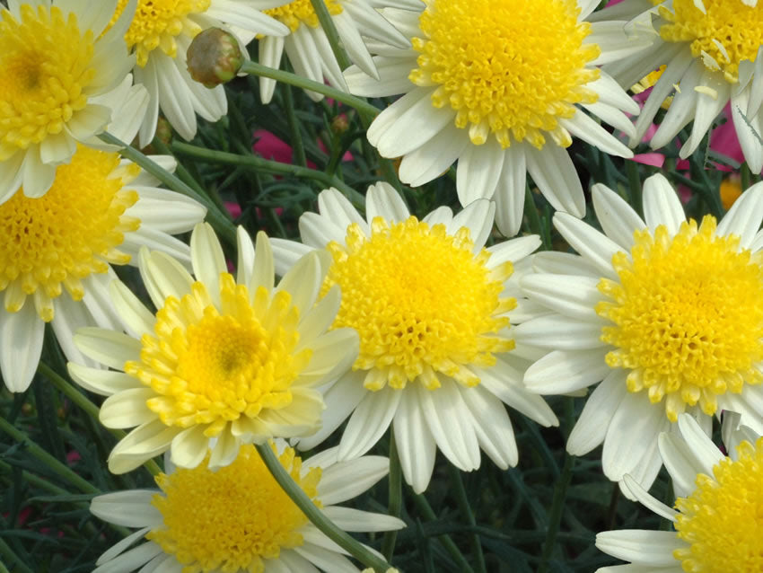 Argyranthemum frutescens Sunny Days ArgfruSDa Marguerite Daisy, Paris Daisy, Federation Daisy