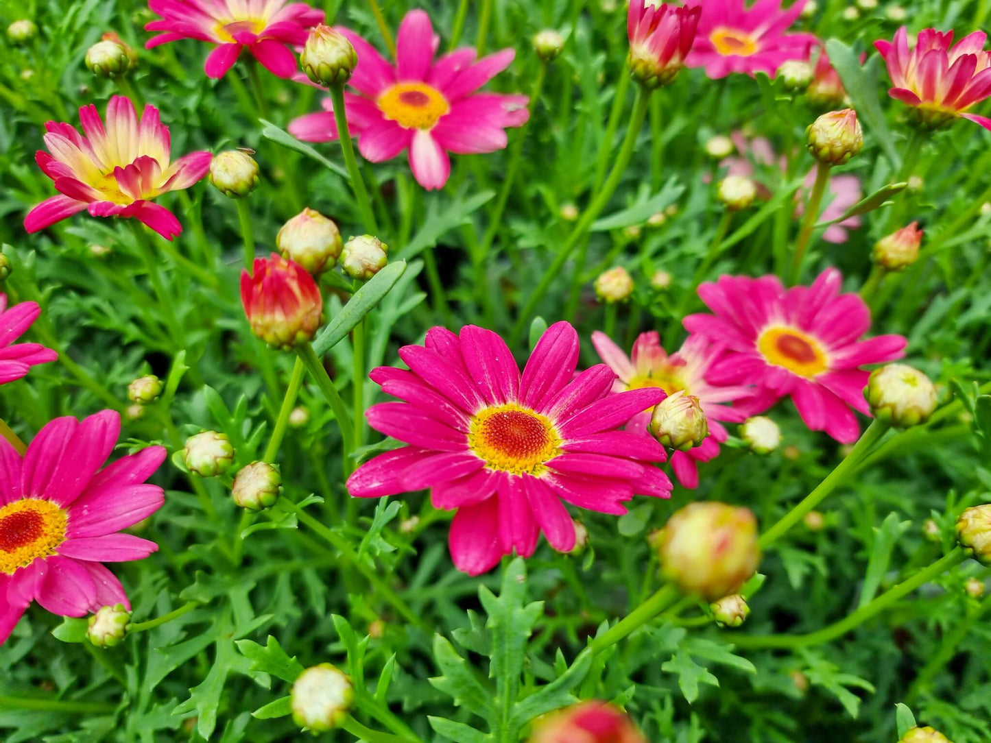 Argyranthemum frutescens Super Chameleon ArgfruSC Marguerite Daisy, Paris Daisy, Federation Daisy, 140mm