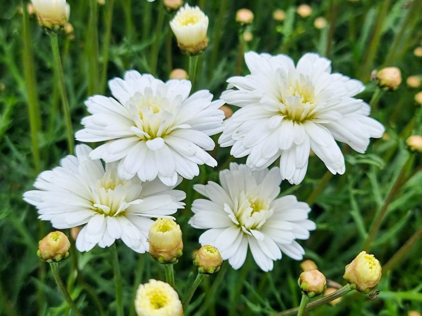 Argyranthemum frutescens Super Duper ArgfruSD Marguerite Daisy, Paris Daisy, Federation Daisy