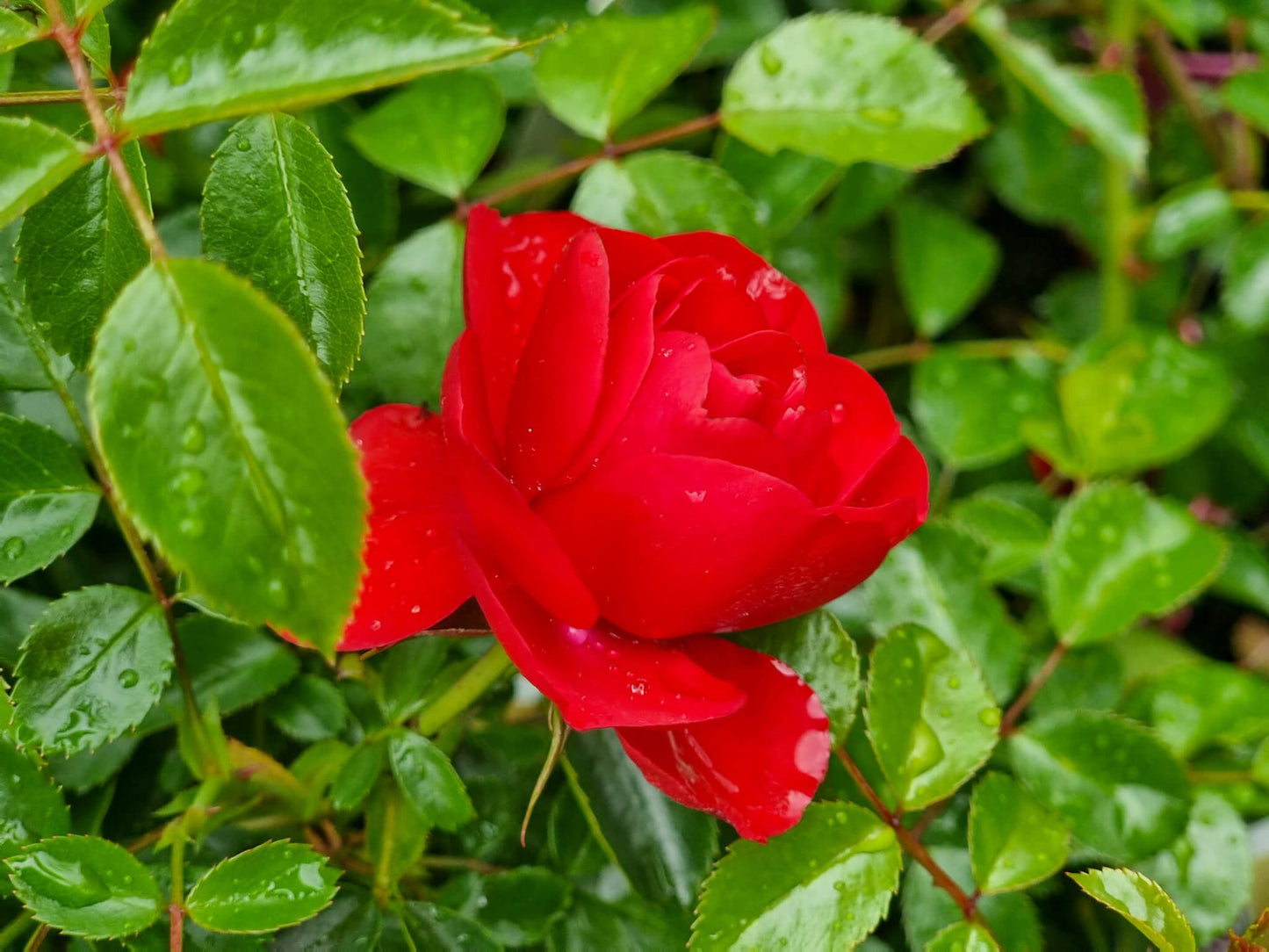 Rosa Flower Carpet Scarlet RosFCS Flower Carpet Rose, Ground Cover Rose, Groundcover Rose 140mm