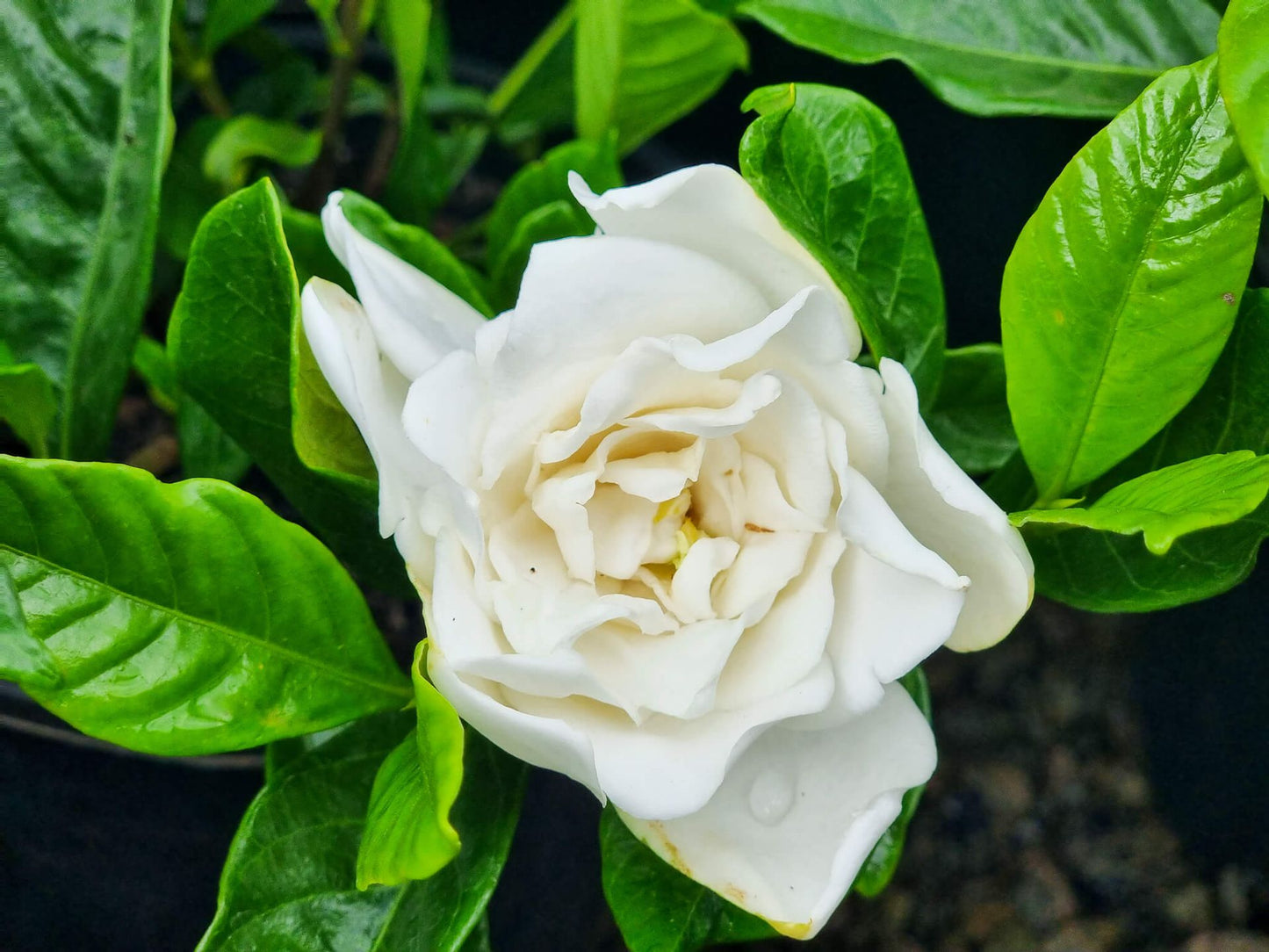 Gardenia augusta Magnifica GaraugMag Fragrant Gardenia