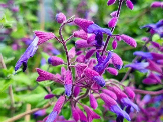 Salvia semiatrata Salsem Pine Mountain Sage 140mm