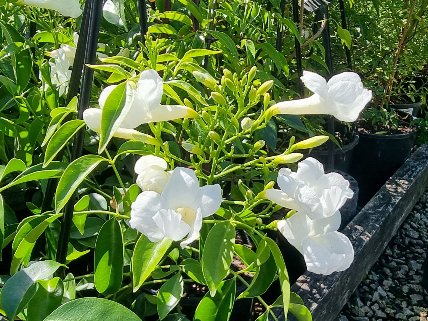 Pandorea jasminoides Lady Di PanjasLD White Bower of Beauty, Bower Vine, Bower Climber 140mm