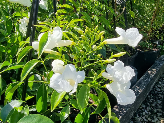 Pandorea jasminoides Lady Di PanjasLD White Bower of Beauty, Bower Vine, Bower Climber 140mm
