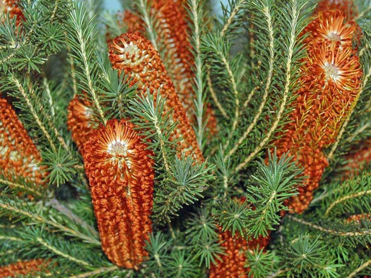 Banksia ericifolia Baneri Heath Leaved Banksia, Lantern Banksia, Heath Banksia, Wadanggari