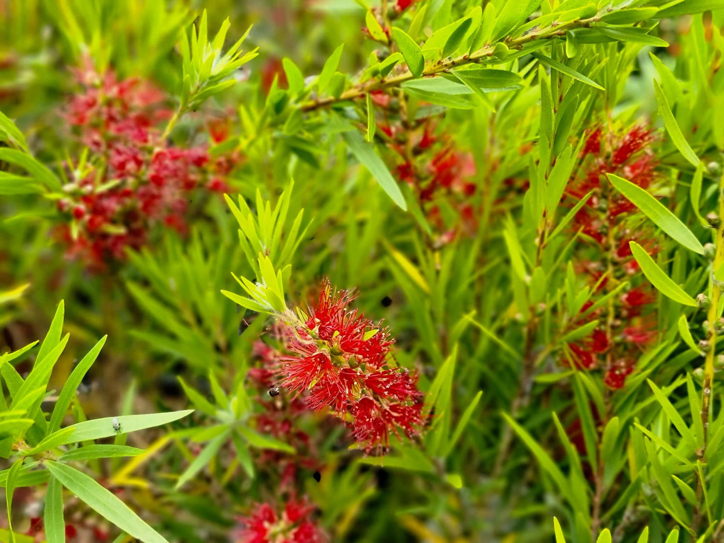 Callistemon viminalis Dawson River Weeper CalvimDRW Weeping Bottlebrush, Creek Bottlebrush 140mm