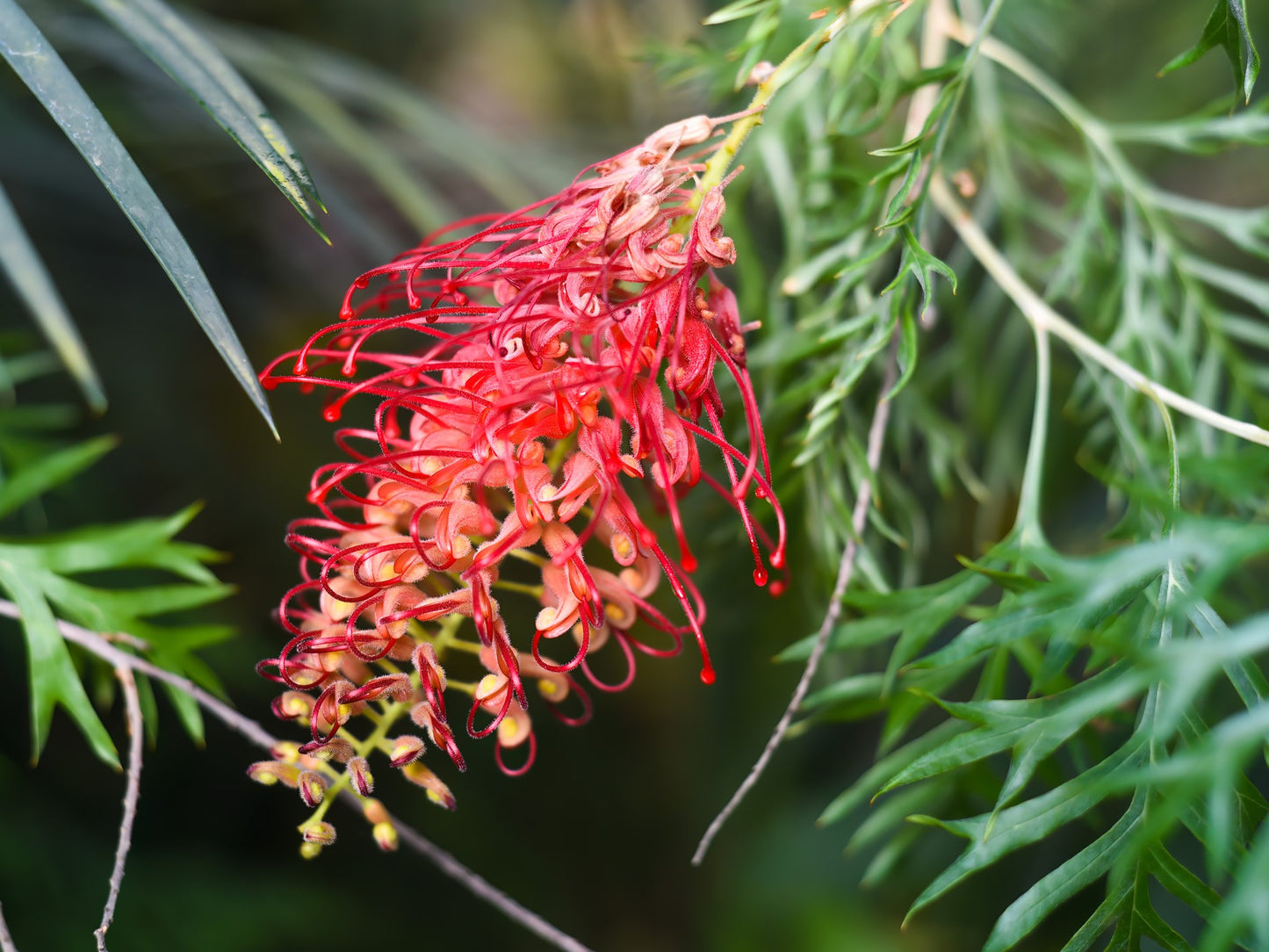Grevillea banksii bipinnatifida Ned Kelly GrebbNK Spider Flower, Toothbrush Plant 140mm