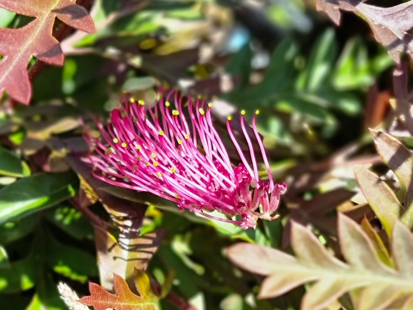 Grevillea hybrida Moe Gem GrehybMG Spider Flower, Toothbrush Plant, G. Poorinda Peter x Nectar Delight