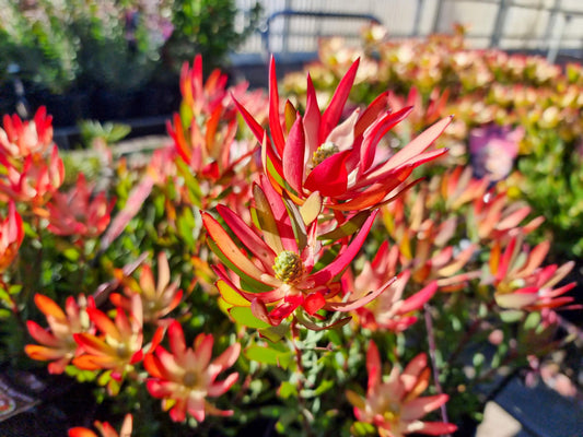 Leucadendron salignum Red Devil LeusalRD Conebush 140mm