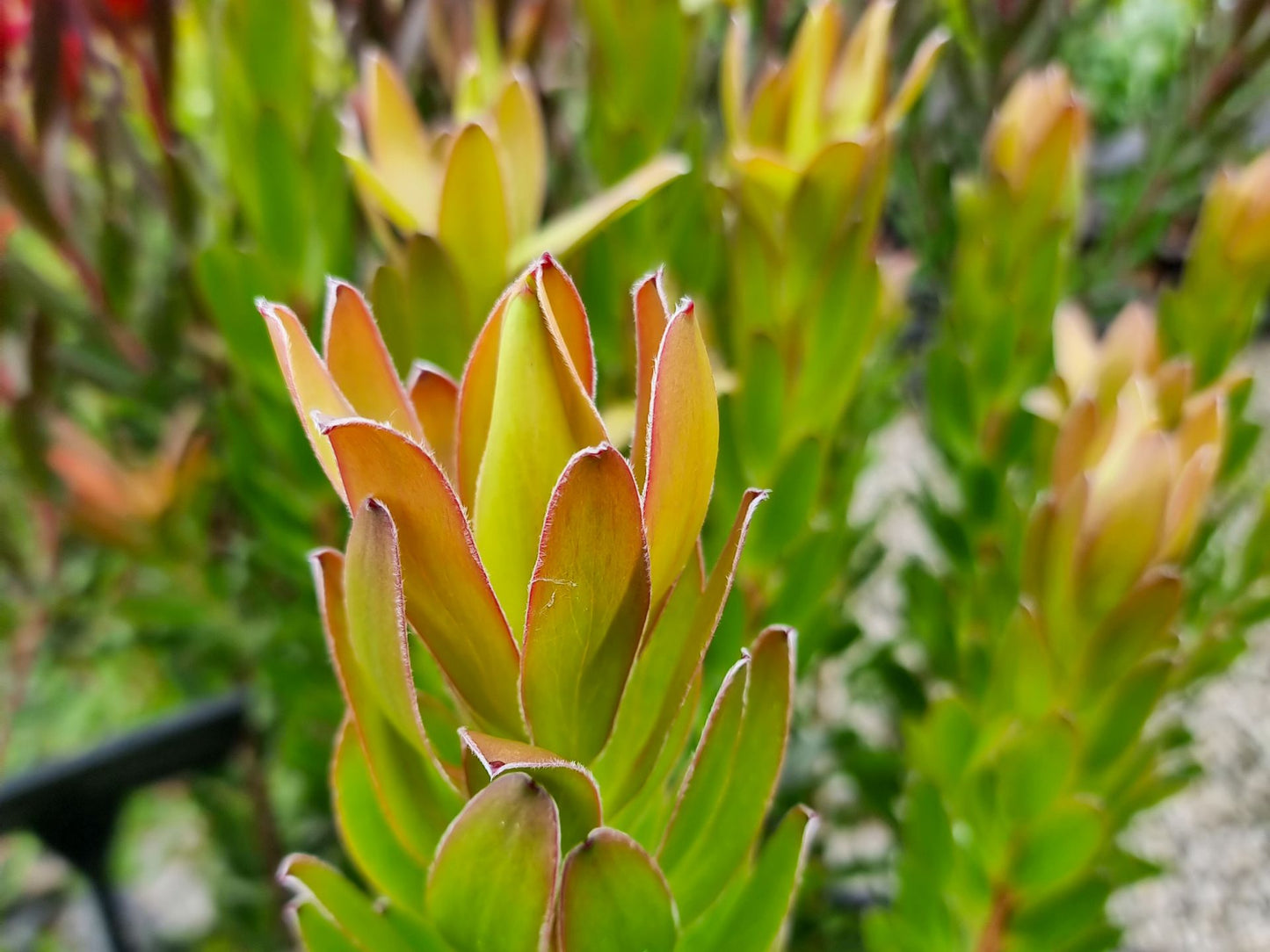 Leucadendron salignum Safari Goldstrike LeusalSG Conebush 140mm
