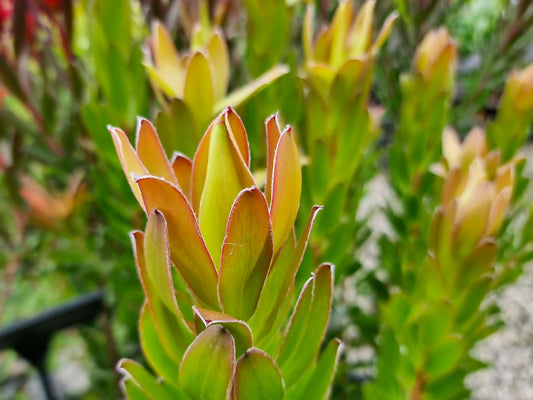 Leucadendron salignum Safari Goldstrike LeusalSG Conebush 140mm