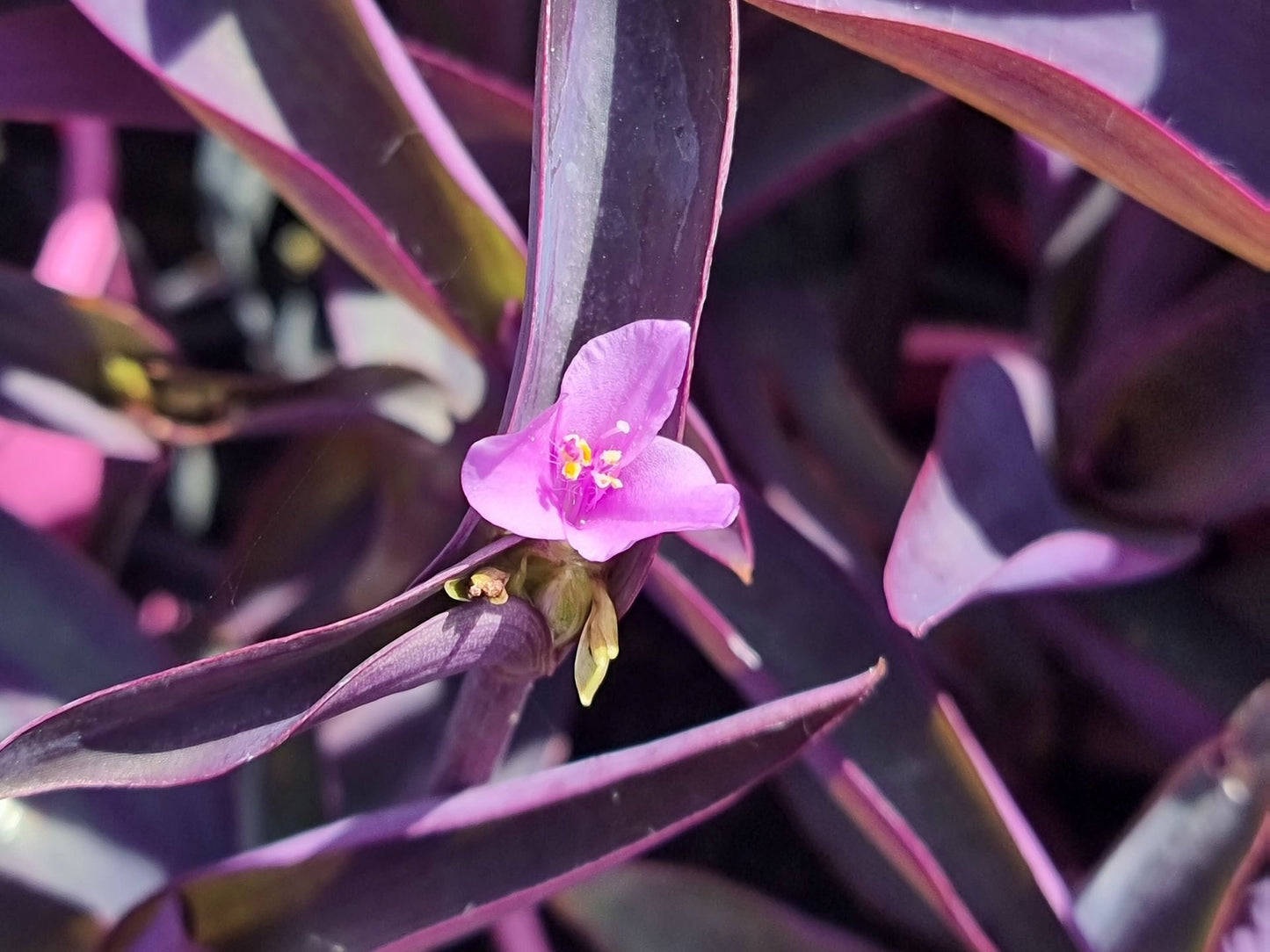 Tradescantia pallida Purpurea TrapalPu Purple Wandering Jew, Spiderwort, Spider Wort, Purple Hear 140mm