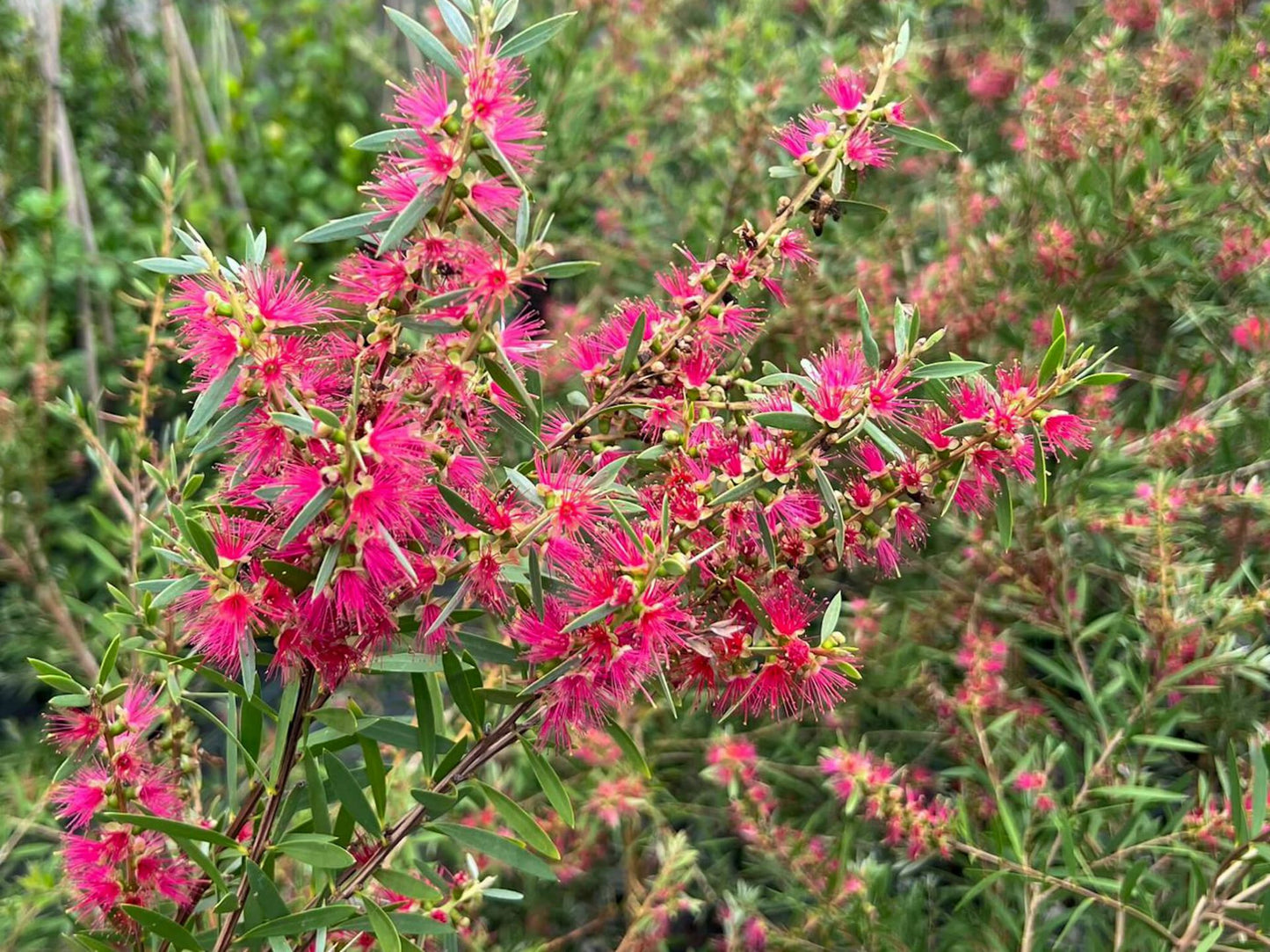 Callistemon hybrida Candy Pink CalhybCpin Bottlebrush