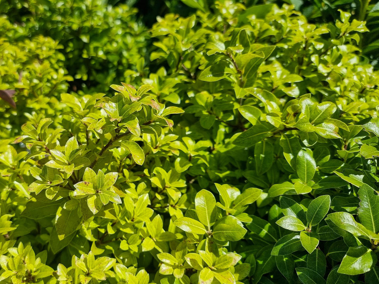 Pittosporum tenuifolium On Par PittenOP Pittosporum 140mm
