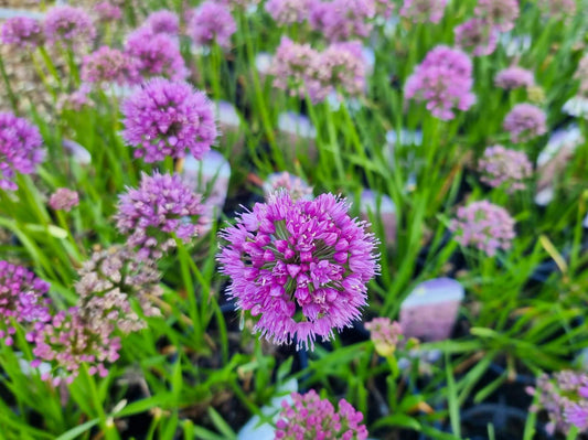 Allium nutans Luna PBR AllnutLun Ornamental Onion 140mm