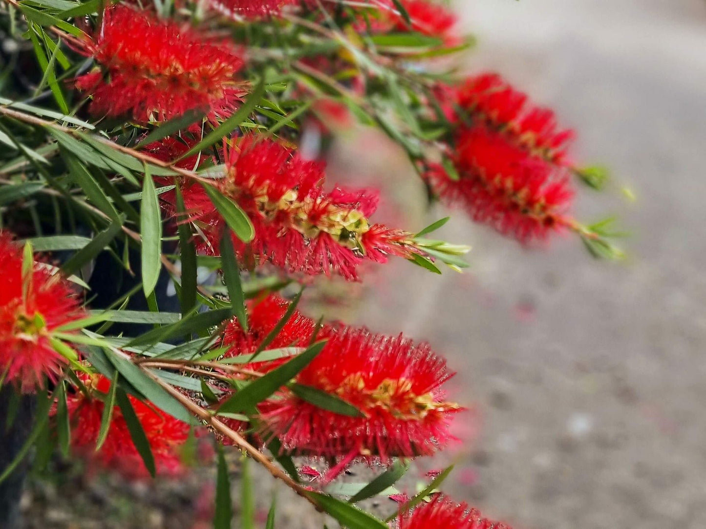 Callistemon hybrida Kings Park Special CalhybKPS Bottlebrush