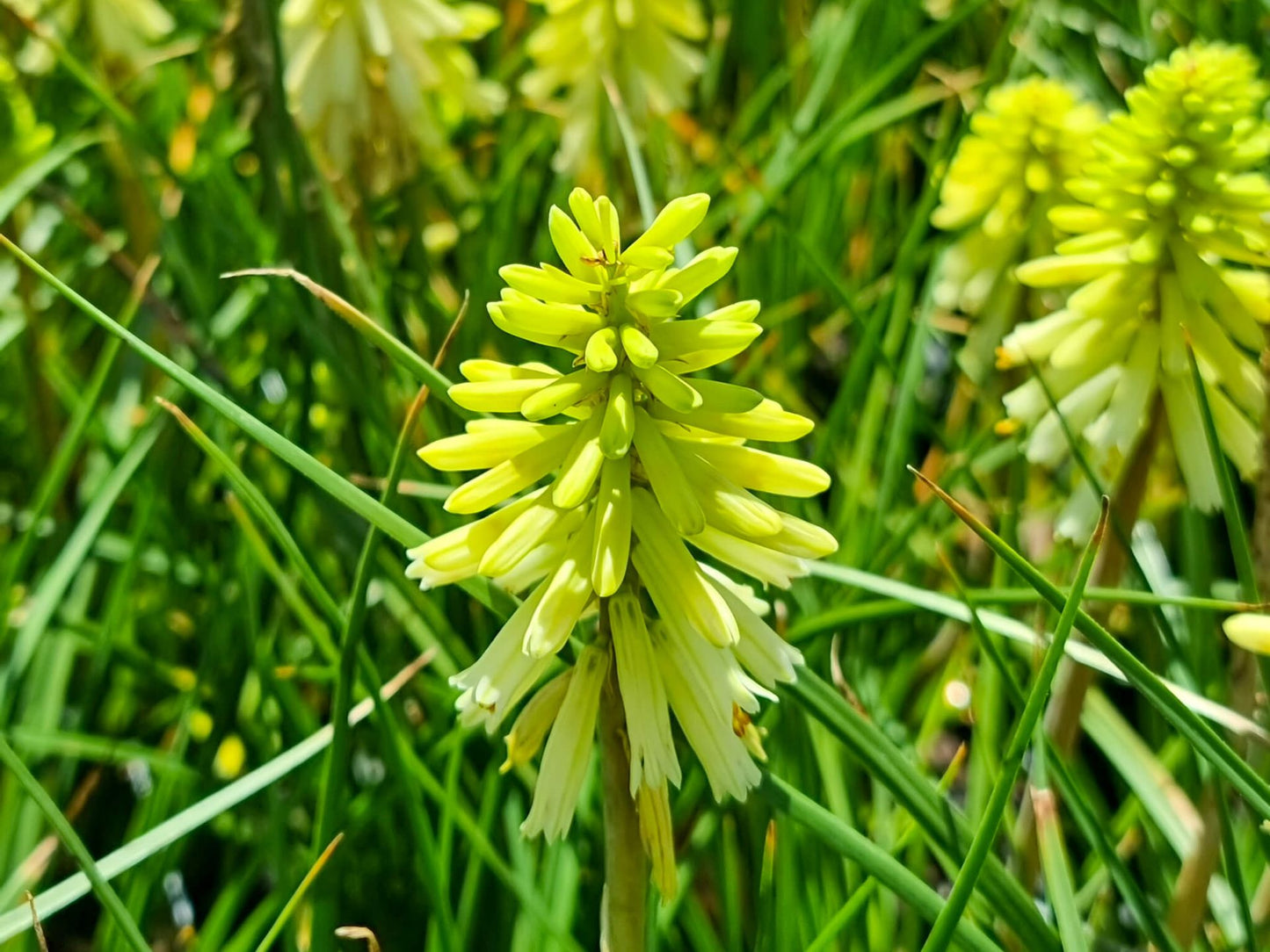 Kniphofia hybrida Poco Yellow KnihybPY Red Hot Poker, Torch Lily 170mm