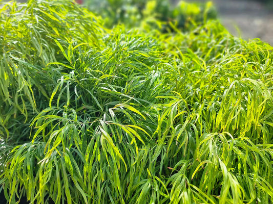 Acacia cognata Fettuccini PBR AcacogFet Bower Wattle, River Wattle 140mm