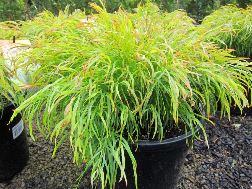 Acacia cognata Fettuccini PBR AcacogFet Bower Wattle, River Wattle 140mm