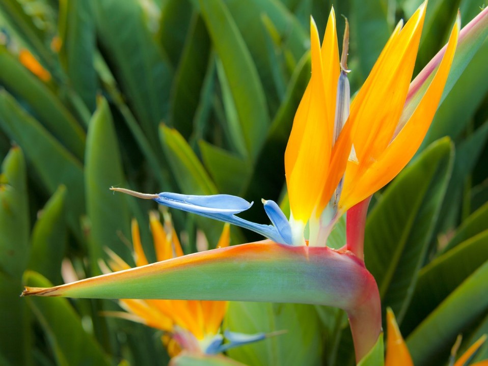 Strelitzia reginae Strreg Bird of Paradise, Crane Flower 140mm