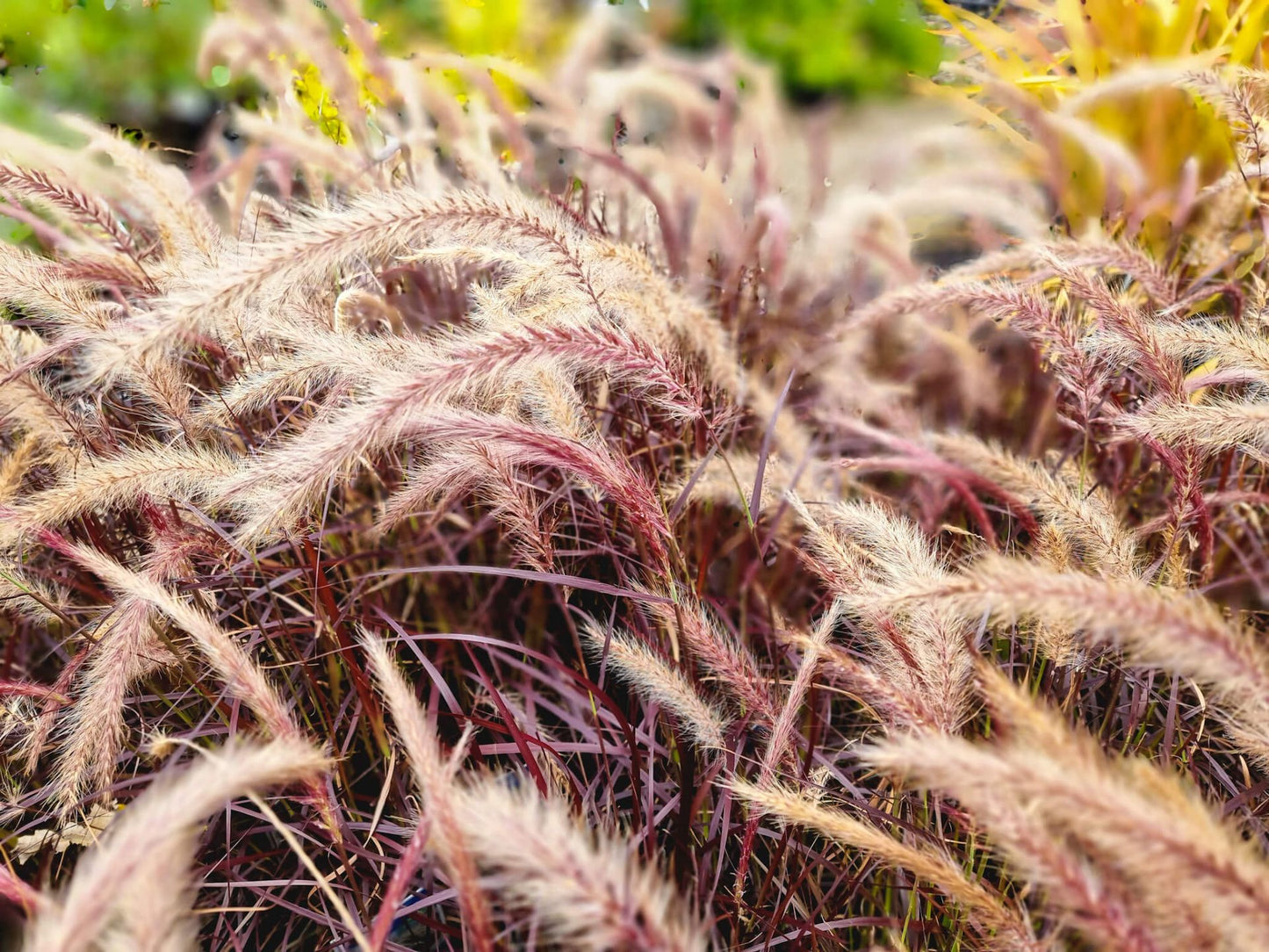 Pennisetum advena rubrum Penar Purple Fountain Grass, Swamp Foxtail 140mm
