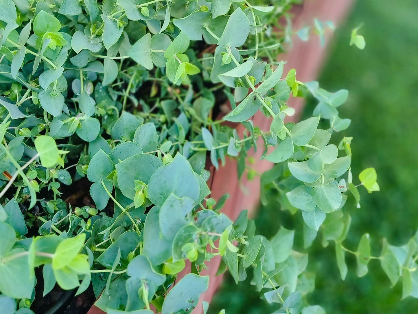 Veronica perfoliata Verperf Syn Derwentia perfoliata, Parahebe perfoliata, Diggers Speedwell 140mm