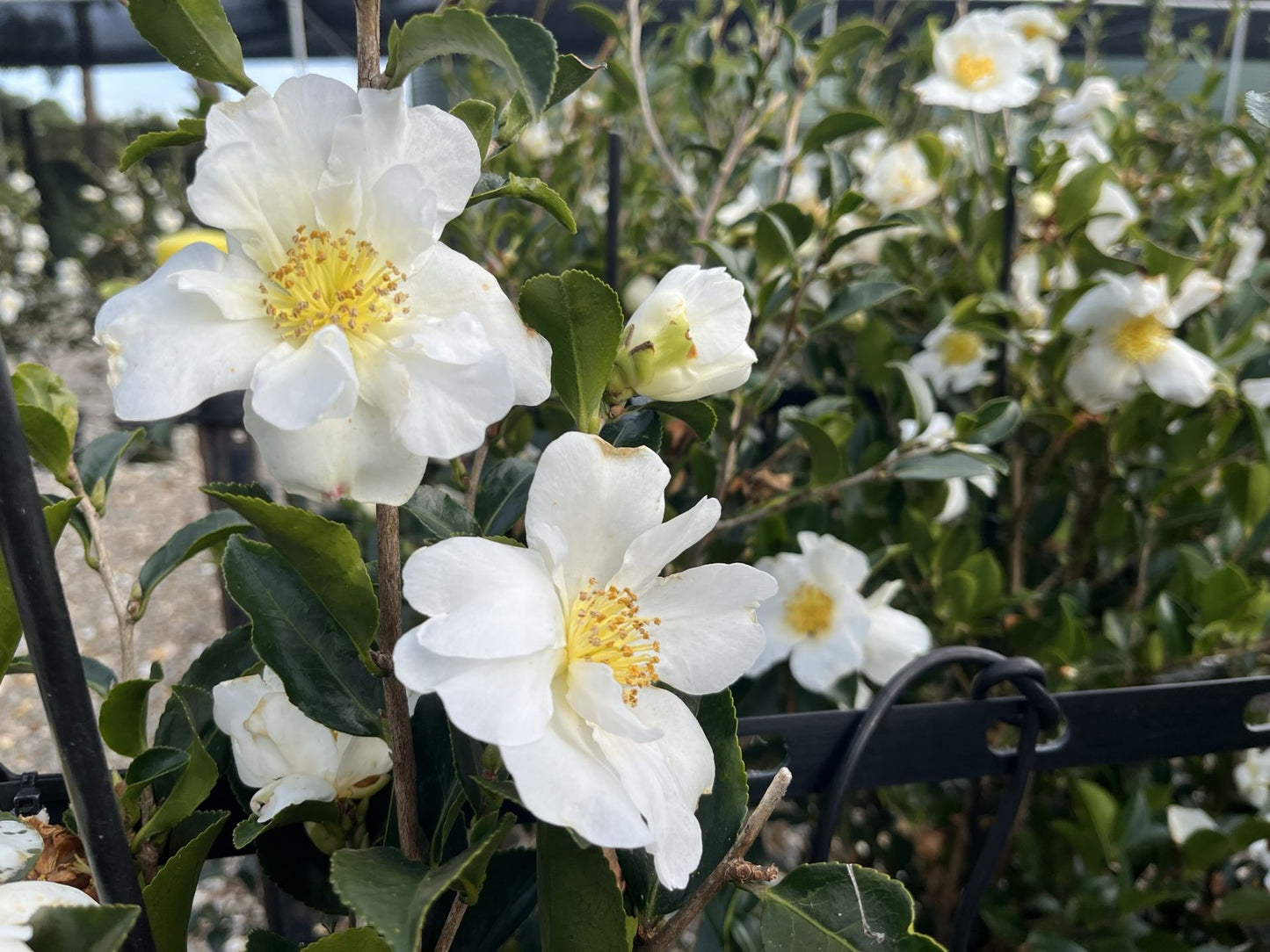 Camellia sasanqua Setsugekka CamsasSet 140mm