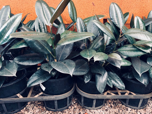 Ficus elastica Burgundy - Rubber Tree 120mm