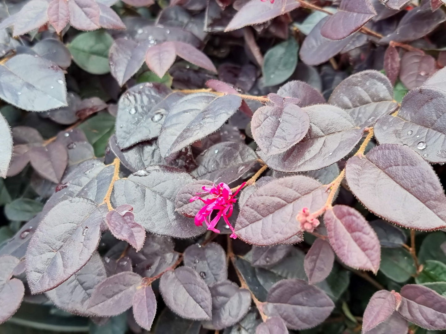 Loropetalum chinense Plum Gorgeous PBR LorchiPG Chinese Fringe Flower 170mm
