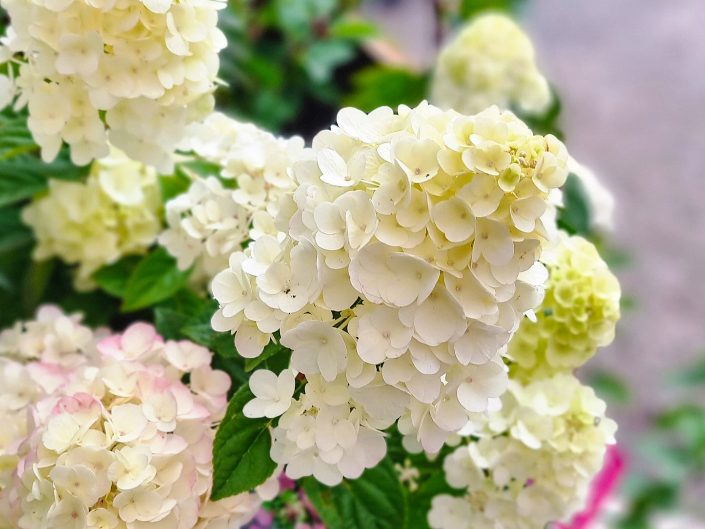 Hydrangea paniculata Sundae Fraise PBR HydpanSF Panicled Hydrangea 200mm
