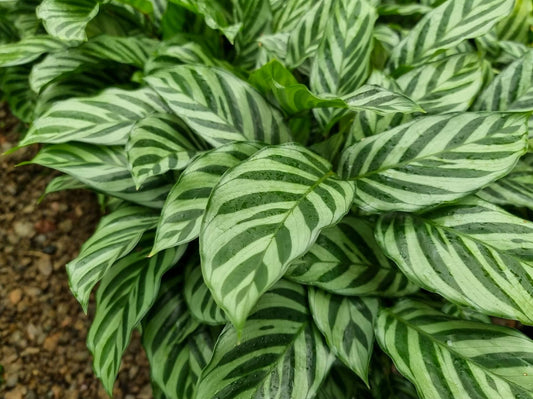 Calathea concinna Freddie CalconFre Zebra Plant, Peacock Plant, Rattlesnake Plant, Prayer Plant 140mm
