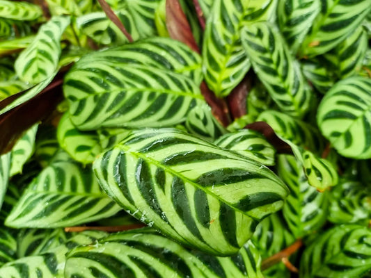 Ctenanthe burle marxii Ctebm Never Never Plant 120mm