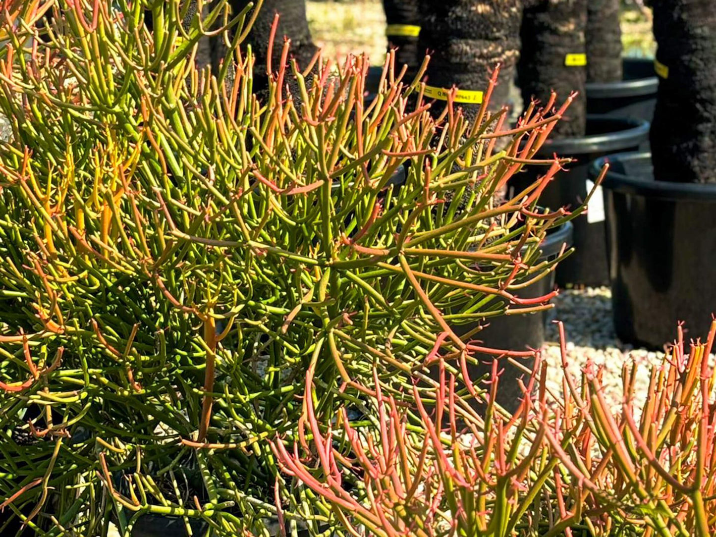 Euphorbia tirucalli Euptir Firesticks, Indian Tree Spurge, Sticks on Fire 140mm