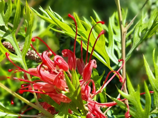 Grevillea banksii bipinnatifida Robyn Gordon GrebbRG Spider Flower, Toothbrush Plant 140mm