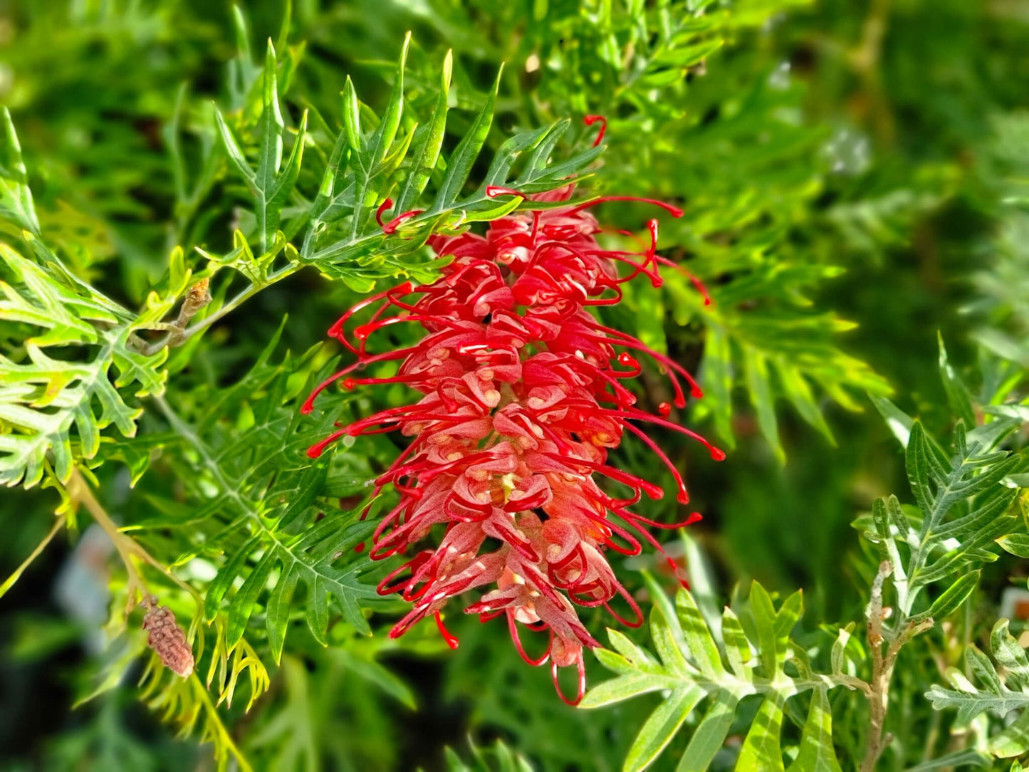 Grevillea banksii bipinnatifida Robyn Gordon GrebbRG Spider Flower, Toothbrush Plant 140mm