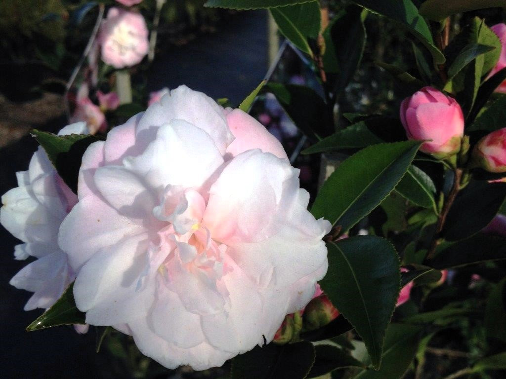 Camellia hybrida Sweet Jane CamhybSJ 170mm