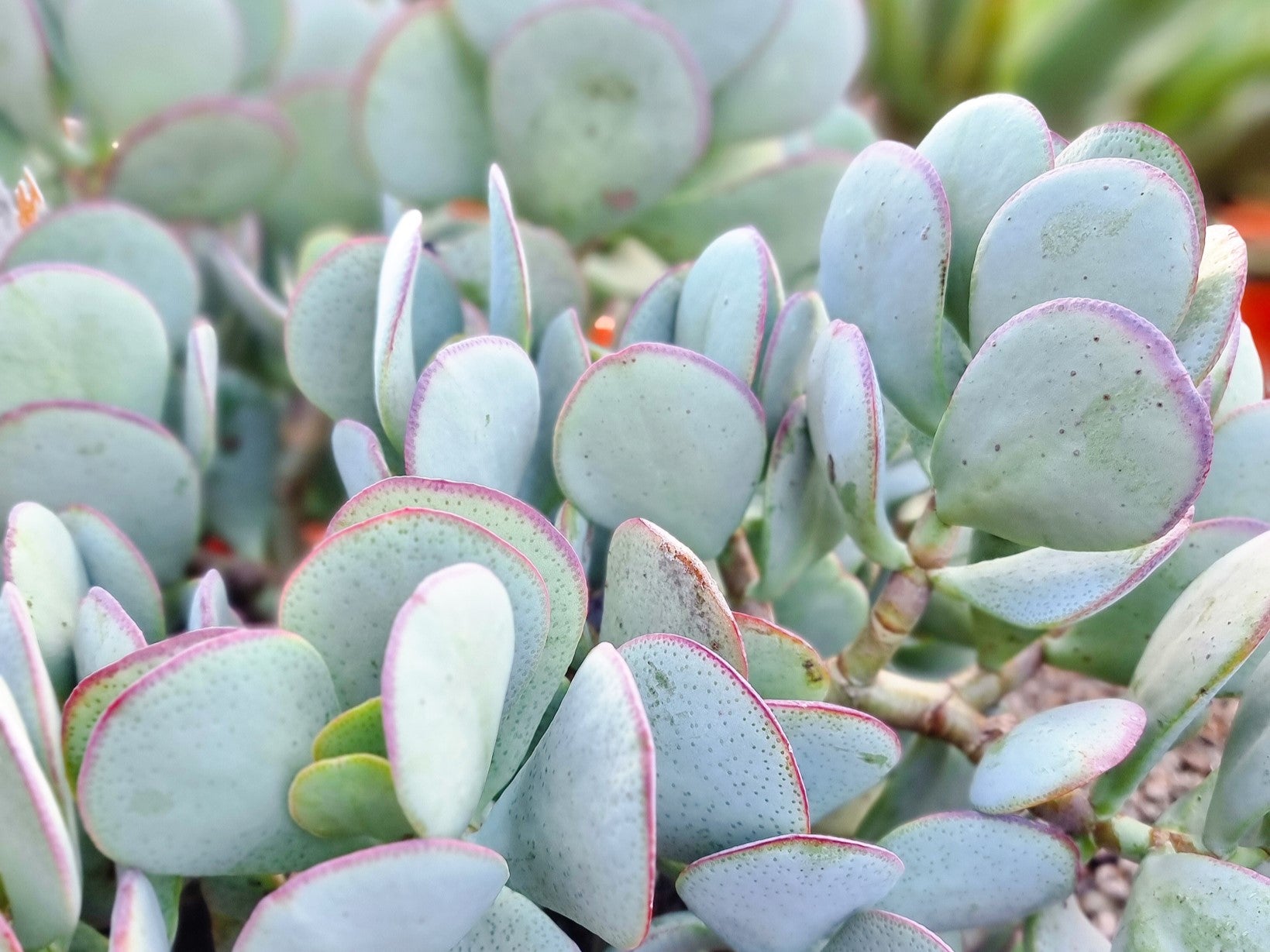 succulent silver Crassula ovata Silver Dollar CraovaSD Jade Plant, Jade Tree, Succulent – awesomeplants