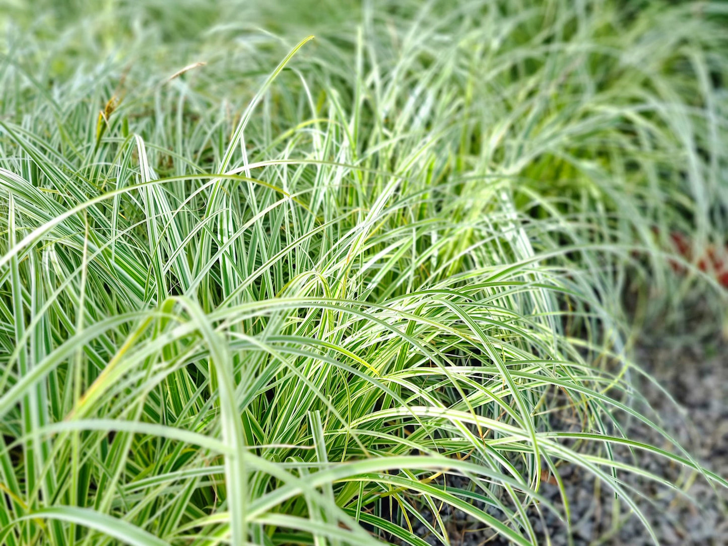 Carex oshimensis Feather Falls PBR CaroshFF Japanese Sedge