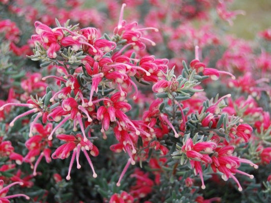 Grevillea lavandulacea alpina Jelly Baby PBR GrelaJB Lavender Grevillea 140mm