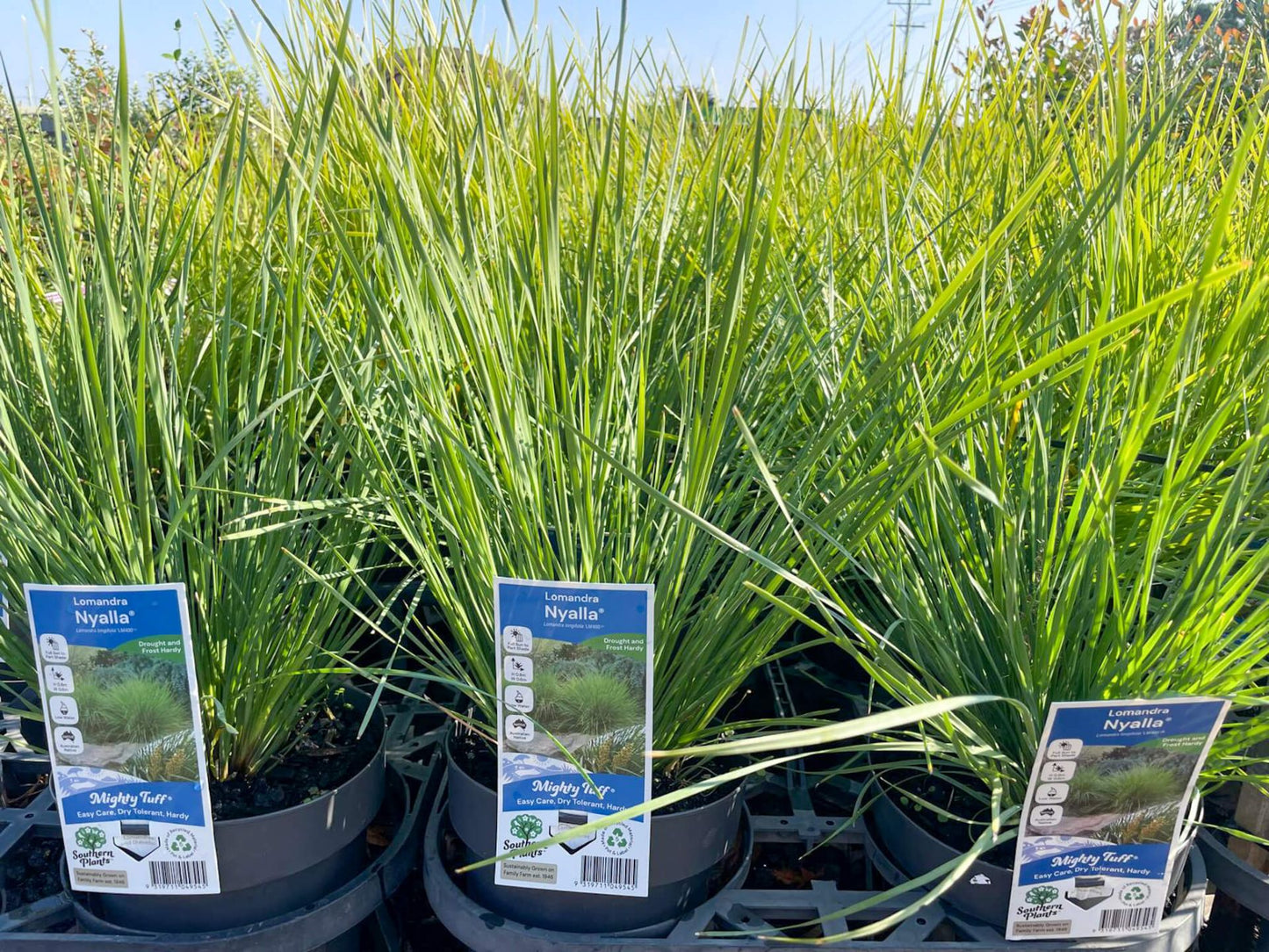 Lomandra longifolia Nyalla PBR LomlonNya Spiny Head Mat Rush, Basket Grass 140mm