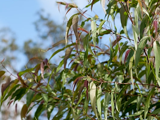 Corymbia citriodora Corcit Syn Eucalyptus citriodora, Lemon Scented Gum 140mm