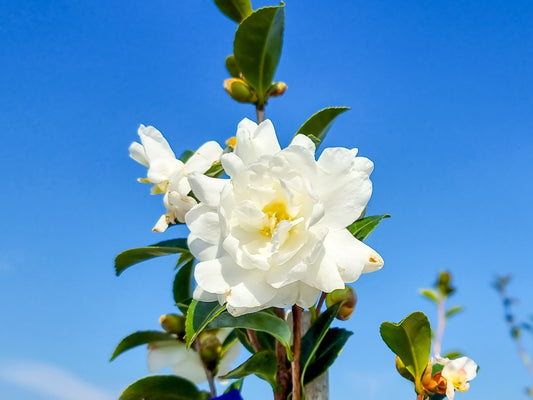 Camellia sasanqua Avalanche CamsasAva 170mm