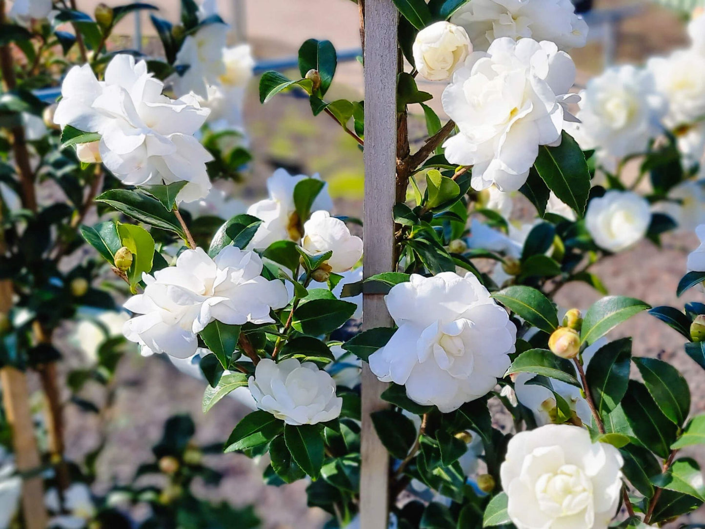 Camellia sasanqua Avalanche CamsasAva 170mm